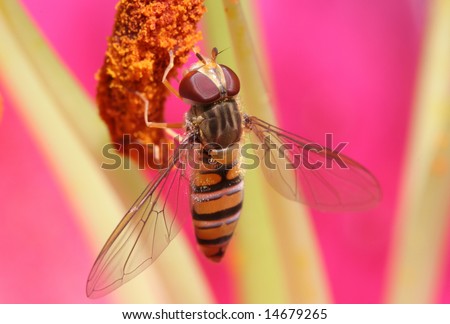 Closeup of a hover-fly with wing pattern showing, feeding on lily pollen.