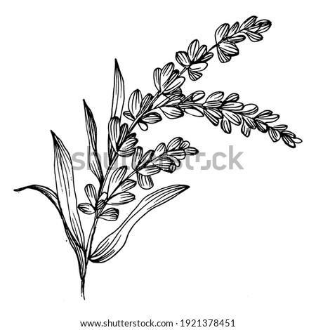 lavender flower. Floral botanical flower. Isolated illustration element. Vector hand drawing wildflower for background, texture, wrapper pattern, frame or border.