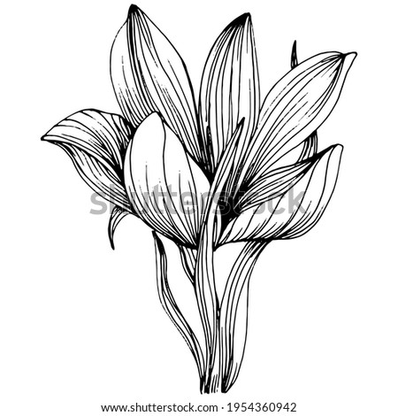 Crocus or saffron flower. Floral botanical flower. Isolated illustration element. Vector hand drawing wildflower for background, texture, wrapper pattern, frame or border.