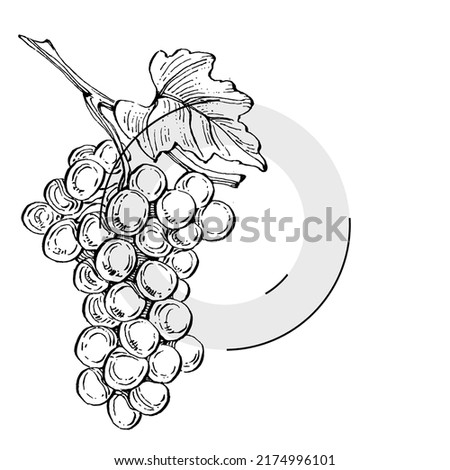 Hand drawn Grape floral logo, frame, border, promo element. Brand emblem template. Minimalistic monogram. Rustic elegant trademark or logotypes background.