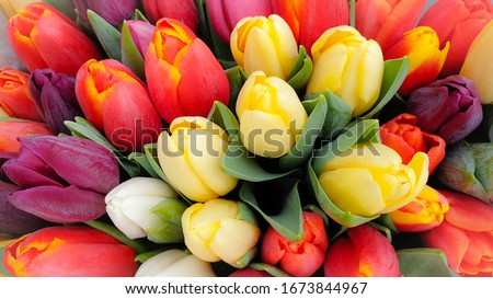 Similar – Image, Stock Photo Beautiful multicolored tulips in a vase on white background