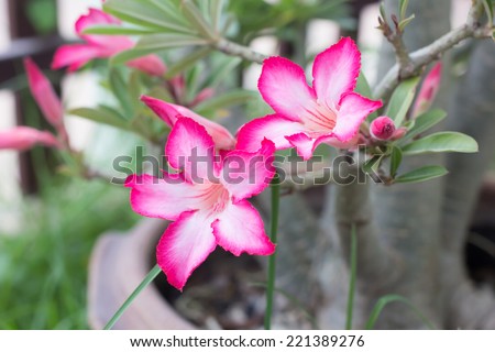 blooming pink flowers , desert rose