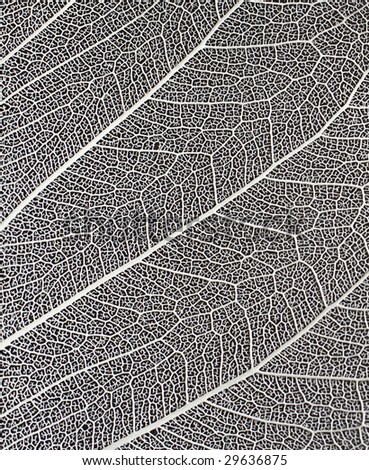 leaf detail in black and white