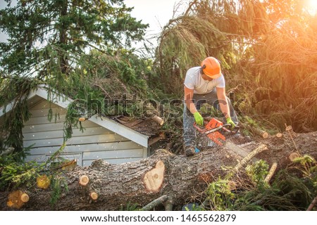 Similar – Image, Stock Photo Cutting trees using an electrical chainsaw in the forest.