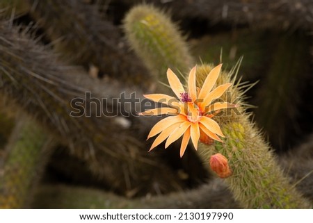 Golden Rat Tail Catcus Cleistocactus winteri D.R Hunt with a bright yellow flower.Its common name is the golden rat tail. It has many short bristly golden spines that literally cover the surface  Stock fotó © 