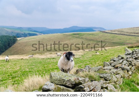 Similar – Image, Stock Photo just watching sheep