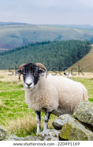 Similar – Image, Stock Photo just watching sheep