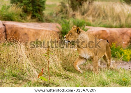 Lion in West Midlands Safari Park, England, UK.