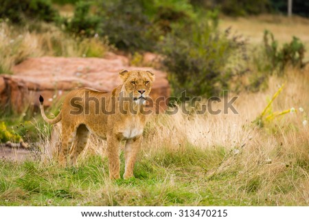 Lion in West Midlands Safari Park, England, UK.