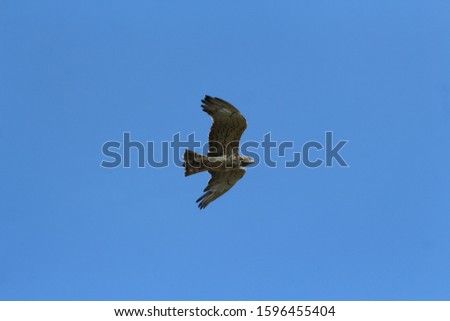 Similar – Image, Stock Photo Seagulls flying over my head in Berlin