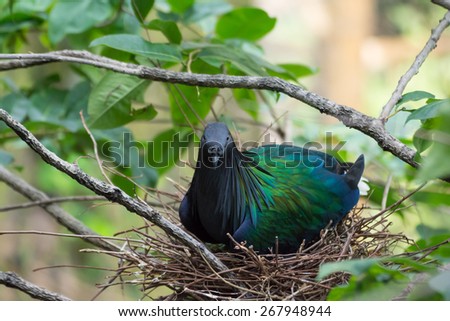 Nicobar pigeon in nest(Caloenas nicobarica)