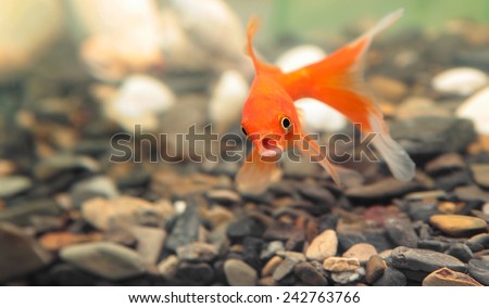 gold fish surprise and open mouth