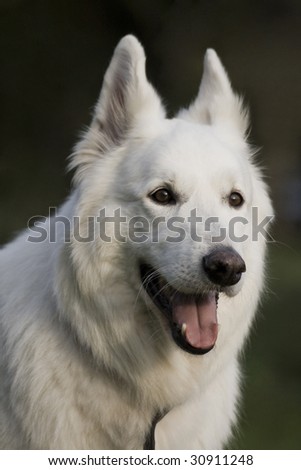 Canadian Sheep Dog portrait