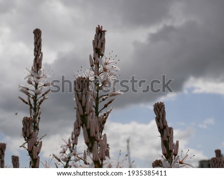 Similar – Foto Bild Gegen das Vergessen Wiese