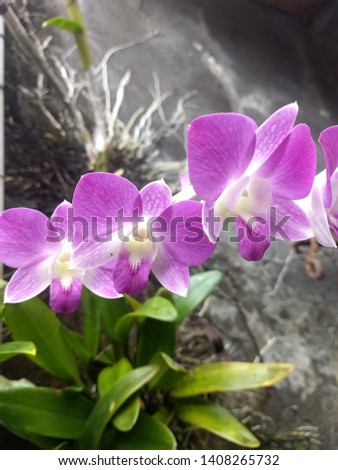 Gambar Anggrek  Dendrobium Phalaenopsis Gambar Bunga Keren