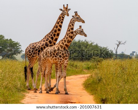 A group of Rothschild\'s giraffes cross a road in Murchison national park (Uganda). Unlike any other giraffe sub subspecies the Rothschild\'s giraffe does not display any markings on the lower legs.