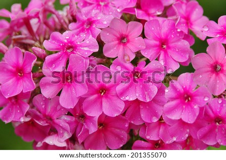 pink phlox flowers after the rain, ornamental flowers. flora