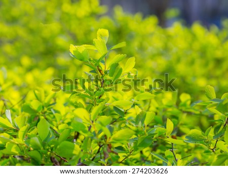 young green shoots of shrubs, growing, spring, flora