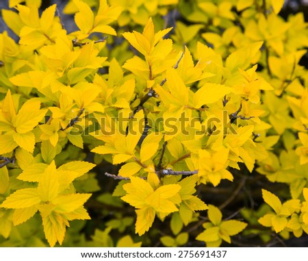 decorative shrub with yellow leaves, closeup, spring