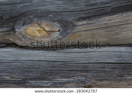 tree. incision. large fragment. texture of the wood. background. termites