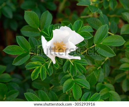 sprig of white flowers of wild rose closeup. flora, nature. background