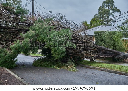 Similar – Image, Stock Photo fallen branch after storm on the meadow under trees