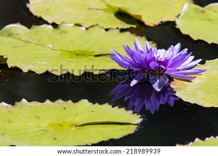 Purple floating water Lily