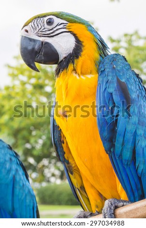 Yellow-blue parrot in the park