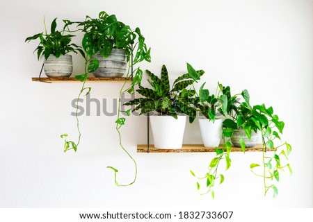 Peace Lilies, Monstera, Calathea, Golden Pothos houseplants in gray and white ceramic flowerpots on wooden shelves hanging on a white wall. Houseplants for healthy indoor climate and interior design.