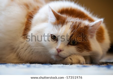 Cat Pedigree