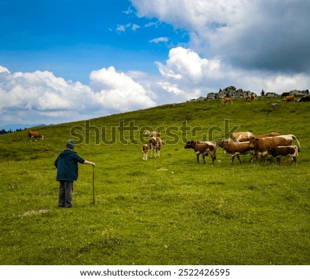 Similar – Image, Stock Photo Herd of cows on countryside farm