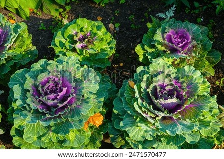 Similar – Image, Stock Photo pink cabbage in a flower vase with strong depth of field