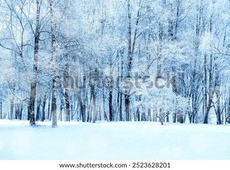 Winter landscape - frosty trees in winter forest in cold weather. Tranquil winter forest nature under snowfall