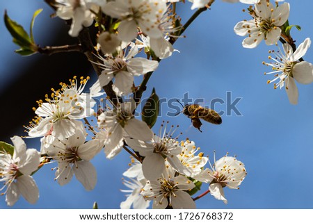 Similar – Image, Stock Photo Beehives on flowering willow