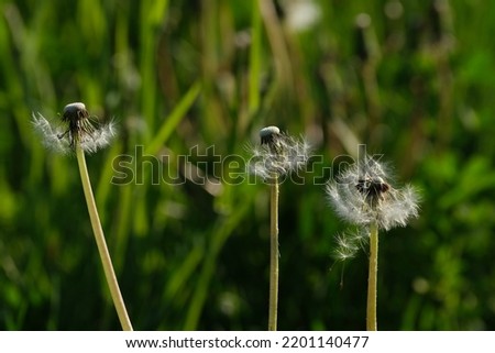 Image, Stock Photo One more dandelion photography. Closed dandelion flowers on the background of spring meadows, evening.