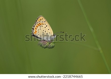 Macro close up of a sooty copper butterfly in nature, green natural background Foto stock © 