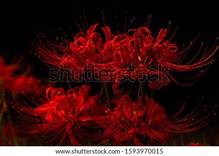 Shutterstock Puzzlepix