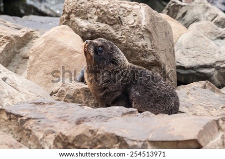 breeding of New Zealand sea lion (Arctophoca fosteri)