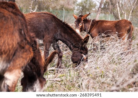 group of Catalan donkeys brown eating in Mallorca, Balearic Islands, Spain
