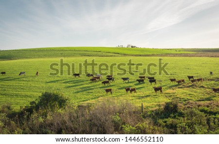 Extensive livestock farming farm in southern Brazil. Countryside in the winter dawn. Grassland fields.  Foto stock © 