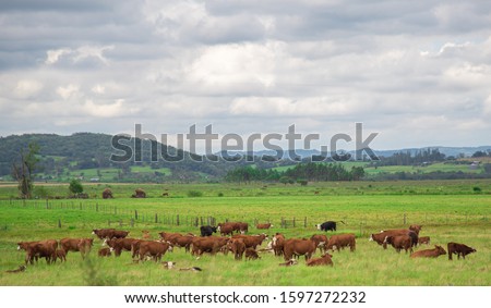 Cattle farm in large extensive areas in Brazil. Cattle gathered in the afternoon of foot-and-mouth vaccine. Management and control of zoonoses. Brazilian cattle herds Foto stock © 