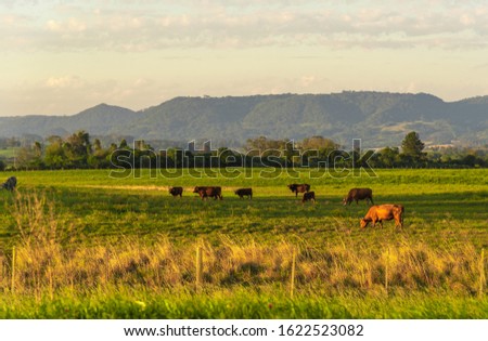 Rural landscape in southern Brazil. Area of farms where cattle breeding takes place in extensive areas. Heads of cattle feeding on livestock farm. Beef cattle. Agricultural production. Foto stock © 