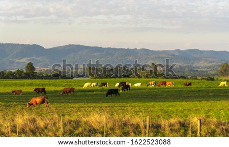 Rural landscape in southern Brazil. Area of farms where cattle breeding takes place in extensive areas. Heads of cattle feeding on livestock farm. Beef cattle. Agricultural production. Foto stock © 