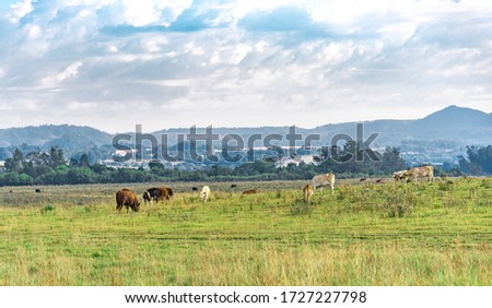Oxen and cows on a farm in Brazil. Farm animals. Rural landscape and animals feeding. Cattle on a border farm with Uruguay. Extensive creation. Foto stock © 