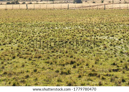 Livestock fields in Brazil. Brazil has one of the largest cattle herds in the world. Anonne grass. Pasture for cattle raised in extensive production area. Foto stock © 