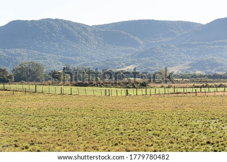 Livestock fields in Brazil. Brazil has one of the largest cattle herds in the world. Anonne grass. Pasture for cattle raised in extensive production area. Foto stock © 