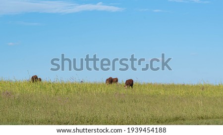 Cattle farming in the fields of the Pampa biome in southern Brazil. Farms area. Farm animals feeding on pasture field. Livestock production. Foto stock © 