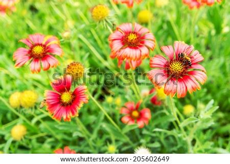 indian blanket flower