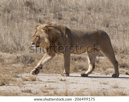 Male lion waling through the Kalahari desert dry grasses.