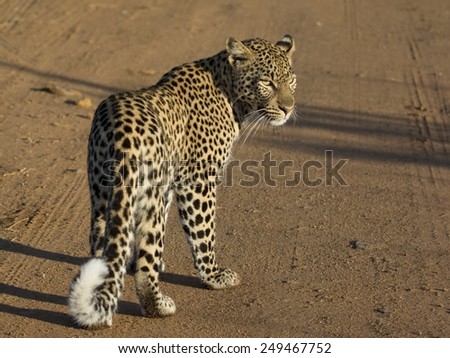 Female leopard, full body, from the back with head turned. Plain gravel background. Black spots, curled tail and face are clear.